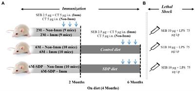 Dietary supplementation with spray-dried animal plasma improves vaccine protection in aged mice